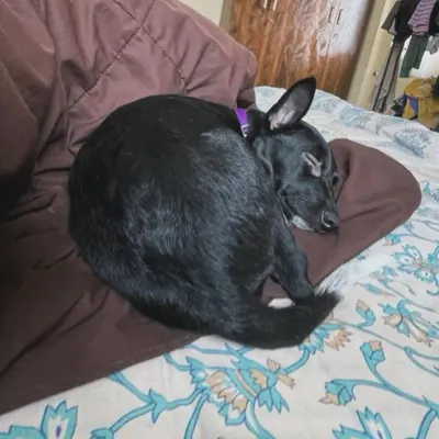 Making herself right at home. This little black beauty found the perfect spot on our bed for a cozy nap.