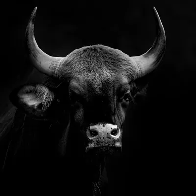 A powerful, low-key portrait of a Gaur, or Indian Bison. The black and white treatment emphasizes its immense size, the texture of its skin, and the formidable curve of its horns. The shadows create a sense of mystery and strength.