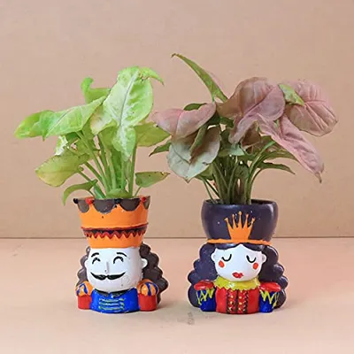 Add a touch of royalty to your home with our adorable King and Queen resin planters. They are perfect for small succulents or air plants and look so cute on a work desk or a bookshelf.