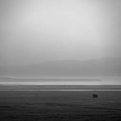 A lone elephant walks along the banks of the Ramganga river in Corbett. This monochrome frame strips away color to focus on the raw poetry of the wild: solitude, stillness, and strength.