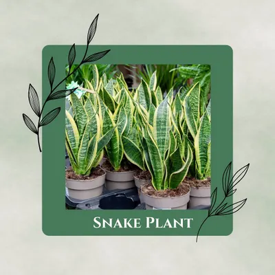 Meet the ultimate survivor: the Snake Plant. It tolerates low light, infrequent watering, and is basically the definition of a low-maintenance plant. Perfect for beginners.