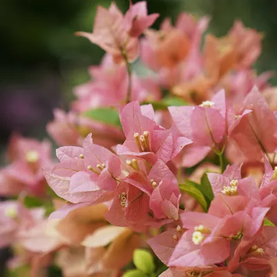 Bougainvilleas are incredibly versatile. Here, their soft pink bracts create a stunning visual. We can help you prune and train them to achieve anything from a neat topiary to a sprawling, natural display.