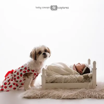 A well-behaved Shih Tzu in a strawberry-print dress sits patiently beside a miniature bed where the newborn is sleeping. This high-key shot is bright, clean, and full of charm.
