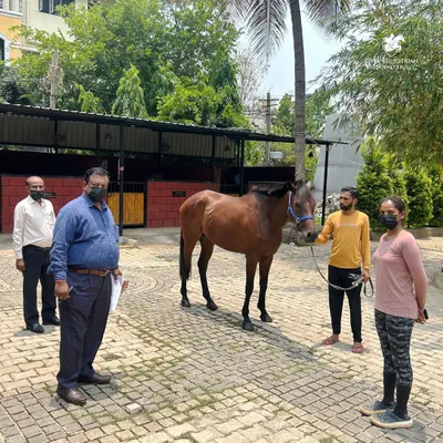 Our commitment to health is officially recognized. Here, officials from the Department of Animal Husbandry inspect one of our horses, part of the process that confirmed our facility is free from glanders and other diseases.