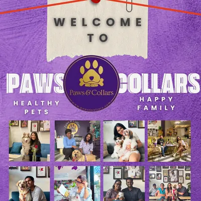 Welcome to PawsnCollars, where our motto is "Healthy Pets, Happy Family." This collage showcases the heart of our brand: the joyful moments and strong bonds between pets and their people that we are proud to be a part of.