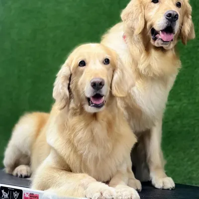 This father and son duo, Buddy and Leo, look stunning after their grooming session. It's always a pleasure to work with such well-behaved and beautiful Golden Retrievers.