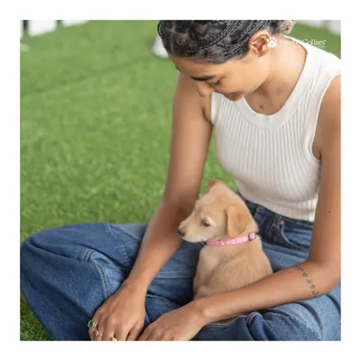 A quiet moment of connection. An adoptable puppy rests safely in the lap of a potential new parent during our adoption event.