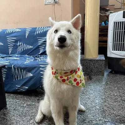 ADOPTED! Vegas, the spirited Husky, has found his forever home. We are so thrilled that this lovable boy will now fill a home with his playful howls and endless affection.
