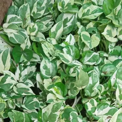 This variegated Pothos is one of our most popular tabletop plant rentals. Its compact size and striking leaves are perfect for personalizing office desks.