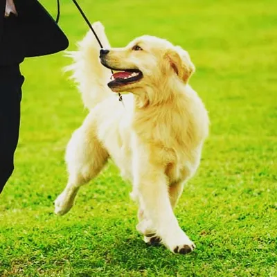 We believe a walk should be more than just a bathroom break. Our professional dog walkers, like the one here with a happy Golden Retriever, focus on providing quality exercise and engagement in a park setting to keep your pet healthy and content.