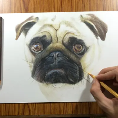Here is a work-in-progress shot of a color pencil portrait of a pug. I am carefully layering shades of brown and black to create the signature wrinkles and soulful, glossy eyes that are so characteristic of the breed.