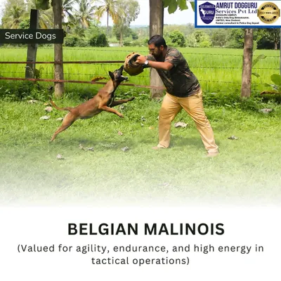 This Belgian Malinois is captured mid-air, fully engaged in a bite-work exercise. This type of training is essential for developing a strong, confident grip and the discipline to release on command, showcasing the control we instill in our protection dogs.