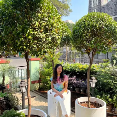 The Syzygium Campanulatum, also known as Ficus Christina, is a stunning topiary tree. Here are two ready to adorn a new landscape site, showcasing how we use elegant specimen trees to transform outdoor spaces.