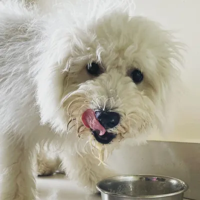 Snowy is licking his lips after a delicious home-style meal. We provide fresh, tasty food three times a day, not bland kibble, to make sure they eat well.