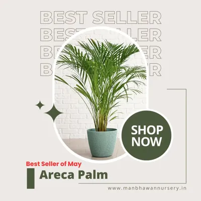Our Bestseller of May was the Areca Palm, and for good reason. Its tropical feathery fronds add instant elegance to any room, and it's a fantastic natural air purifier that's easy to maintain.