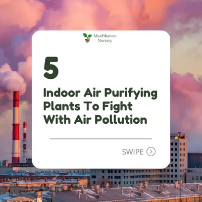 Worried about air pollution? You can fight it from inside your home with these 5 powerful indoor air-purifying plants. Let's bring nature's filters into our living spaces.