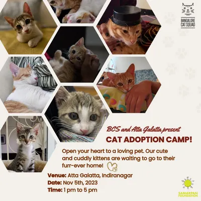 Open your heart and your home. Our adoption camps are filled with cute and cuddly kittens waiting for their furever family. Join us at our next event to meet them.