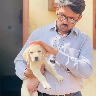 Another happy customer with his new Labrador puppy. Seeing the joy my pups bring to families is the best reward. This healthy Lab pup is ready to start his new life.
