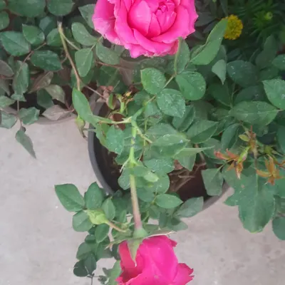 A beautiful, blooming pink rose (*Gulab*). I stock a variety of rose plants that are perfect for Delhi's climate, ready to bring fragrance and beauty to your garden.