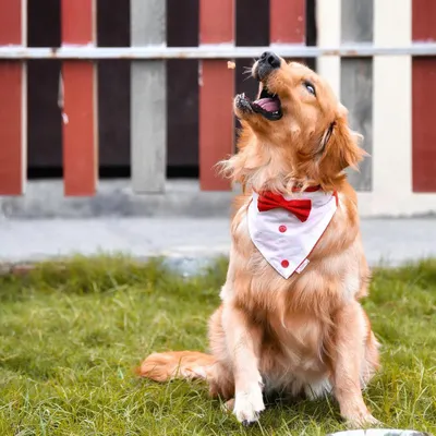 Look at this handsome boy, all dressed up and ready for his close up. I love capturing pets in action, whether they're catching a treat or just barking at the sky. This shot shows the playful, dapper personality of this Golden Retriever in his element at the park.