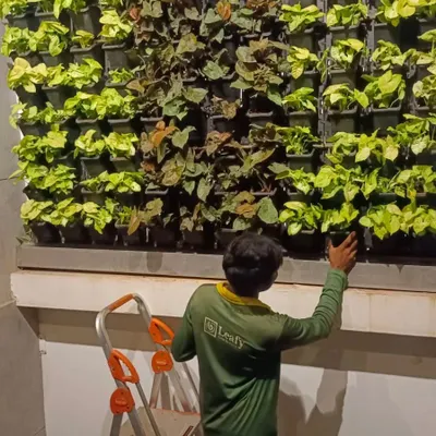 Setting up a vertical garden requires careful planning and precision. Here, a member of my team is on a ladder, making final adjustments to the upper rows of a newly installed living wall to ensure every plant is perfectly positioned.