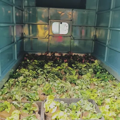 I love working on bulk orders for corporate gifting. Here's a look at a truck full of small Pothos plants, all ready to be delivered as thoughtful green gifts for the team at Venzowood.
