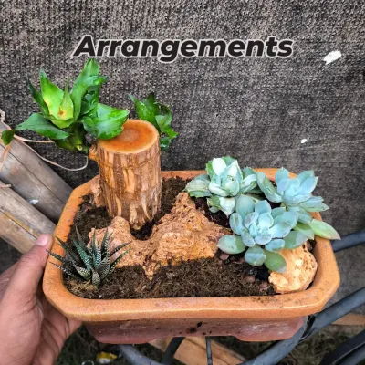 A rustic arrangement featuring a mix of Haworthia and Echeveria succulents alongside natural rocks and a piece of wood. This composition creates a miniature desert landscape.