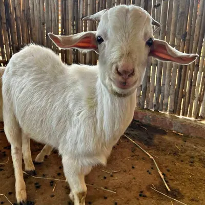 Another one of our friendly goats, posing for the camera. Our animals are gentle and accustomed to visitors, making for safe and enjoyable interactions.