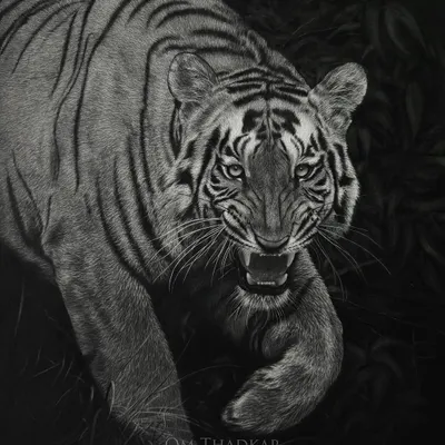 A charcoal portrait of 'Shambhu', a Bengal tiger from Tadoba, on a 2 by 3 foot paper. I used a dark background to emphasize its fiery gaze and striped coat, embodying the untamed spirit of the Indian wild.