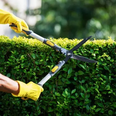 Regular pruning is essential for garden maintenance. Here, our gardener is carefully shaping a hedge to keep it neat and encourage healthy growth, a core part of our routine landscaping services.