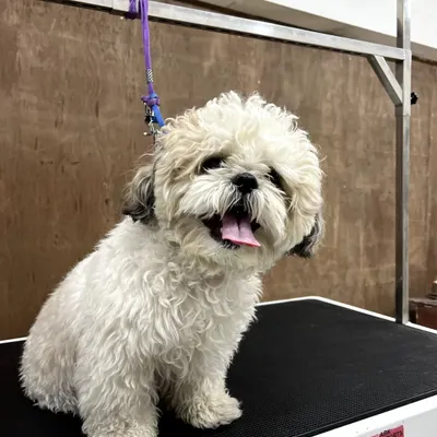 This is Chotu, a sweet Shih Tzu, before his puppy cut. His coat is long and a bit unruly, ready for a transformation that will make him more comfortable and easier to care for.