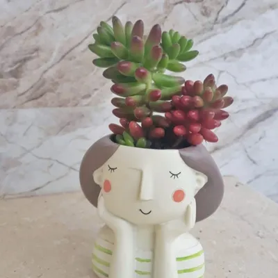 These mini planters shaped like serene, blushing characters are a customer favorite. Planted with colorful succulents, they make for a charming and whimsical gift for a friend or loved one.