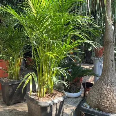 A beautiful, lush Areca Palm next to a Ponytail Palm. These large plants are perfect for adding a tropical feel to your living room or office.