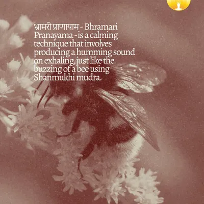 Bhramari Pranayama, or Bee Breath, is a simple yet powerful technique I teach to help calm the nervous system. The humming vibration soothes the mind, making it an effective practice for reducing stress and anxiety.