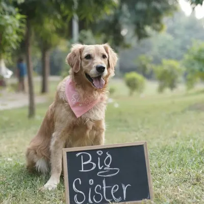 Getting ready for a very special announcement! This beautiful Golden Retriever got groomed by us for her "Big Sister" photoshoot. We are so happy to be part of these precious family moments.