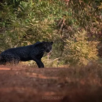 A rare and thrilling encounter with a melanistic leopard, popularly known as a Black Panther, as it prowls a forest path in India. Capturing this elusive cat was a dream come true, requiring immense patience and a bit of luck.