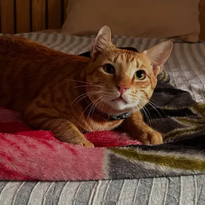 Pookie looking bright-eyed on his first day. Even though he's used to being outdoors, he quickly relaxed and enjoyed the safe stimulation of watching the dogs from his room.