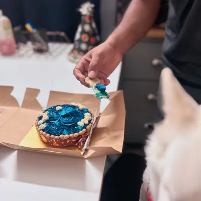 Celebrating Bunni's 3rd Gotcha-Day. He's enjoying a special treat from his dog-friendly birthday cake, a sweet moment for a pup who brought so much joy into our lives.