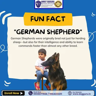 Fun fact about German Shepherds: They were originally bred not just for herding, but for their high intelligence and ability to learn commands faster than most other breeds. This makes them excellent working dogs.