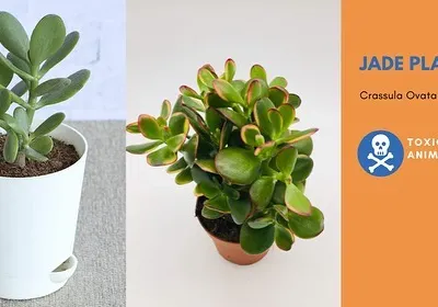 Important information for pet owners. The popular Jade Plant (Crassula Ovata) is a beautiful succulent, but it is toxic to animals if they chew on it.