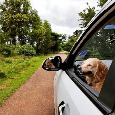 This is pure happiness on the way to a fun-filled stay at our facility. We love being the reason for smiles like this. Our pet taxi service ensures the fun starts the moment we pick your dog up.