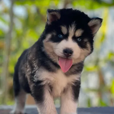 A perfect example of an extraordinary woolly coat Husky puppy. This little one is alert, playful, and has a beautiful, dense coat and bright blue eyes.
