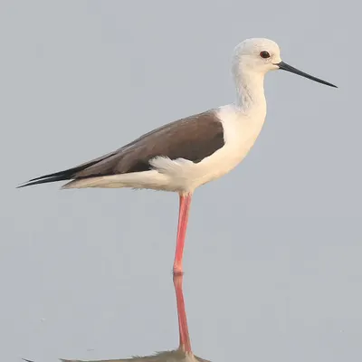 The Black-winged Stilt, with its impossibly long pink legs and slender build, is a picture of elegance. This widely distributed wader was captured in India, perfectly reflected in the calm water as it foraged.