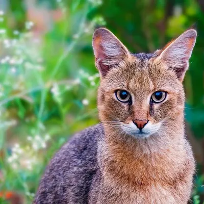 While searching for wolves in Bhigwan, I spotted this magnificent Jungle Cat in a pomegranate orchard. Its intense, mystical gaze is characteristic of wild felines, guardians of the spirit world who hold their freedom sacred.