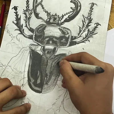 A student works on a detailed sketch of a beetle, using a blending stump to create smooth shading and realistic textures.