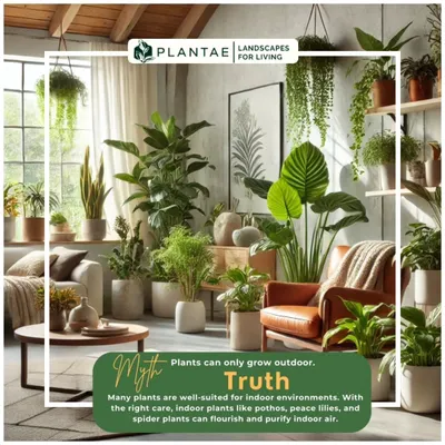We often hear the myth that plants can only grow outdoors. The truth is, many plants like pothos and peace lilies are perfectly suited for indoor environments, where they can flourish and purify the air with the right care.