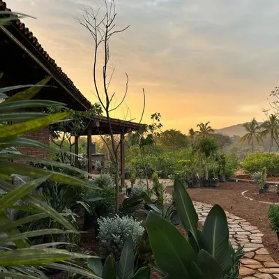 The landscape for our Kamshet farmhouse begins to take shape at sunset. We worked with a palette of plants adapted to the region's dry climate and annual monsoon, creating a garden that feels both resilient and effortlessly beautiful.