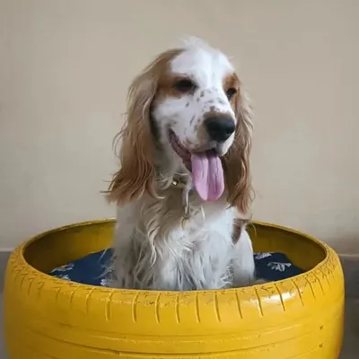 This Cocker Spaniel has claimed our bright yellow tire bed, a favorite spot for many of our guests to curl up in.