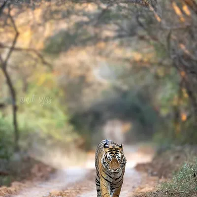 T120 Ganesh, a dominant male, patrols his territory in Ranthambore. Capturing a tiger walking down a jungle path like this, framed by the trees, is a classic shot we always aim for on my Ranthambore photo tours.