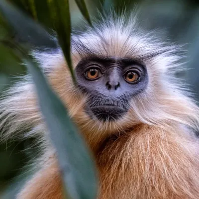 The Gee's Golden Langur, discovered in 1953, is considered sacred by local tribes in Assam. With only a few thousand left, every photograph helps to document this beautiful and endangered primate.
